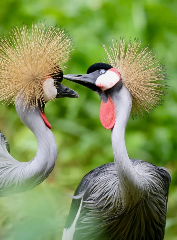 Birds-of-Uganda-The-Grey-Crowned-Crane-scaled (1)
