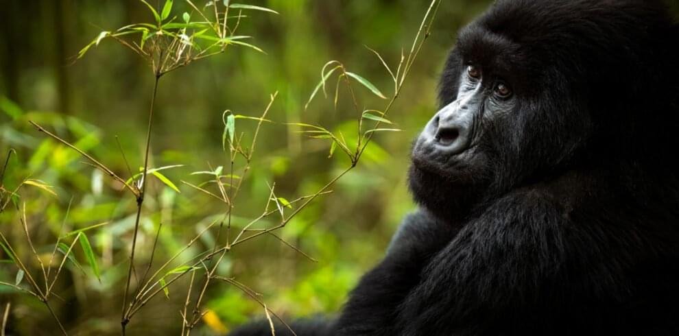 Wild Hills Safaris Gorilla_Sabyinyo_Family_Ross_Couper_27