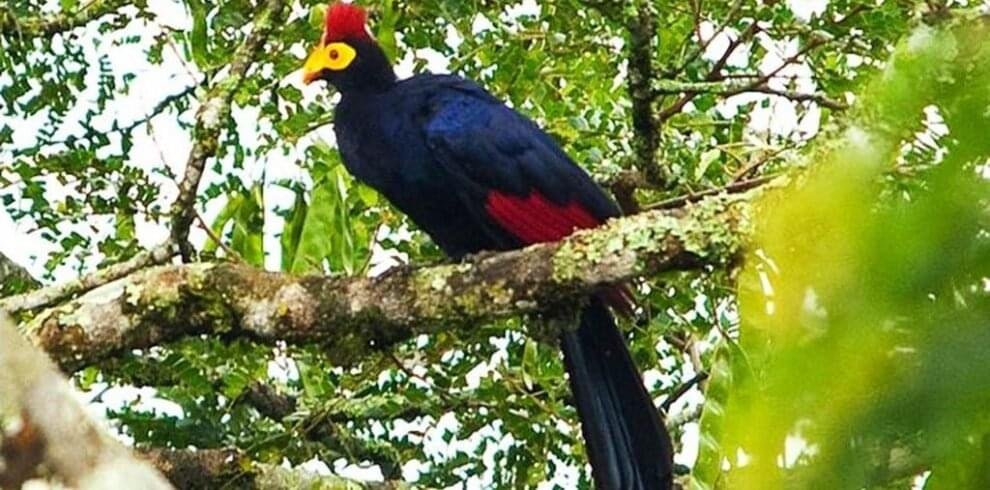 birds-of-nyungwe-1024×512