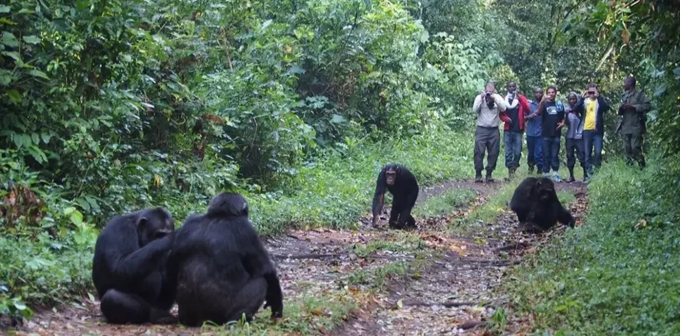chimp-trek-kibale-2-1024×675