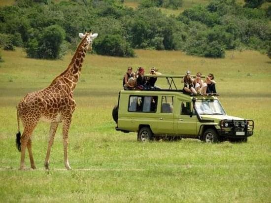 safari-at-queen-elizabeth-1